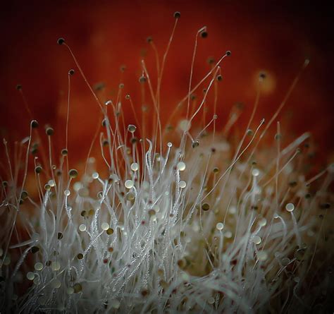 Mold Spores on Orange Photograph by Rebecca Finley