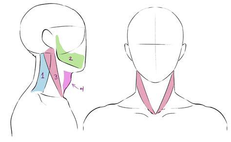 Female Anime Face Anatomy : So here we have the general female anatomy of my anime girls.