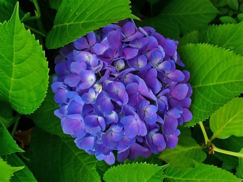 Hydrangea (Hortensia) – A to Z Flowers