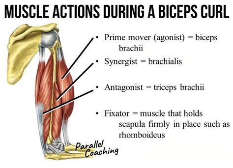 What are the Synergist Muscle, agonist, antagonist, fixator muscles - Parallel Coaching