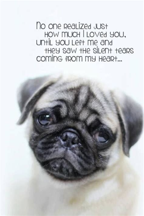 Pug Quotes. QuotesGram