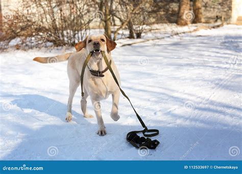 Cute Funny Dog Walking Outdoors Stock Image - Image of adorable, lead: 112533697