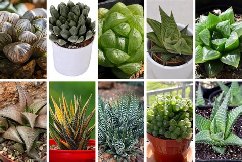 25 Best Succulent Species for Indoors - Succulent Guide