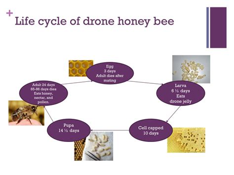 PPT - Drone Bee PowerPoint Presentation, free download - ID:1836269