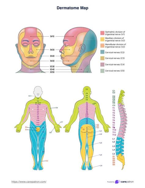 Dermatom-Karte und Beispiel | Kostenloser PDF-Download