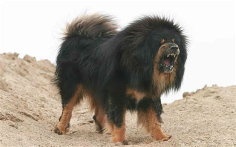 Animals Backgrounds In High Quality: Tibetan Mastiff by Julie Naggar, Friday 16th October 2015 10AM