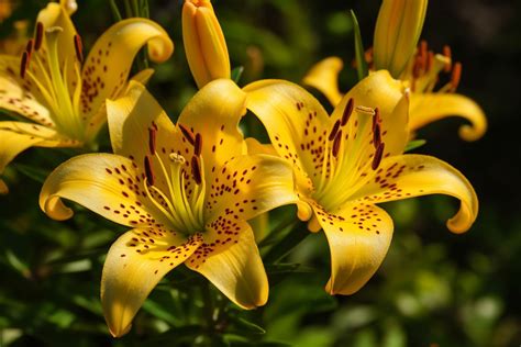 Yellow Stargazer Flower Meaning, Symbolism & Spiritual Significance - Foliage Friend - Learn ...