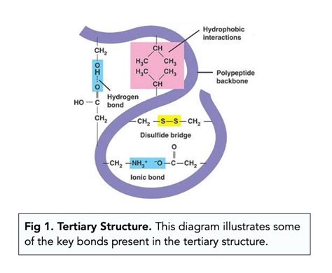 Protein Structures: Tertiary and Quaternary Structures (A-level Biology) - Study Mind