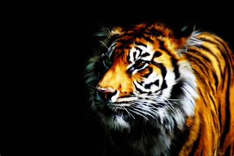 🔥 [50+] Cool 3D Desktop Wallpapers Tiger | WallpaperSafari