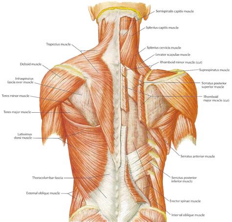 Musculos De La Espalda Alta - SEONegativo.com