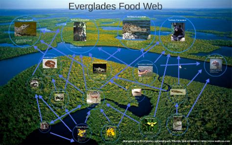 Everglades Food Web by Tommy Carmack on Prezi