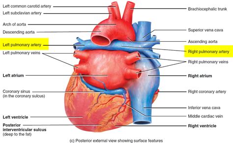 Pulmonary Embolism - Causes, Signs & Symptoms, Diagnosis, Treatment