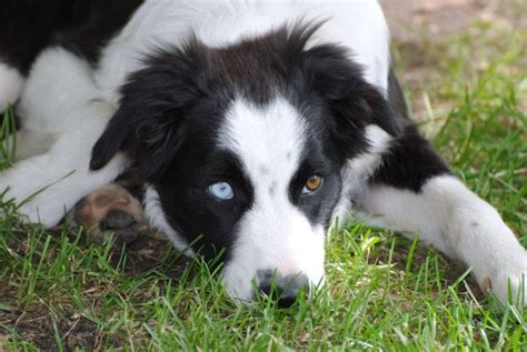 The Lean and Beautiful Border Collie Husky Mix | puppupdog.com