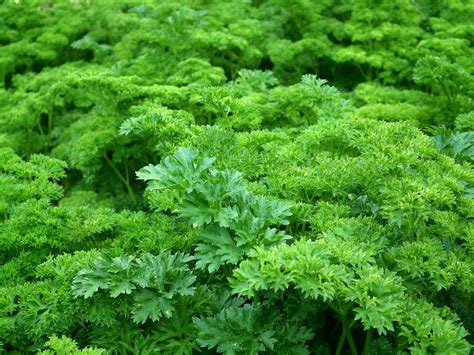 Difference between: curly and flat leaf parsley