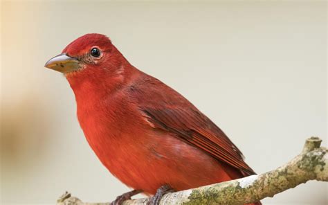 Summer Tanager | Audubon Field Guide