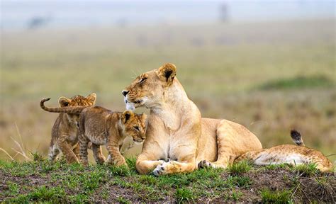 Maasai Mara Mid-range Safari - 4 Day - Safari With Us