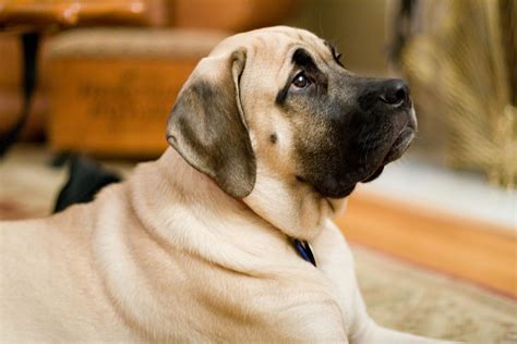 File:English Mastiff Image 001.jpg