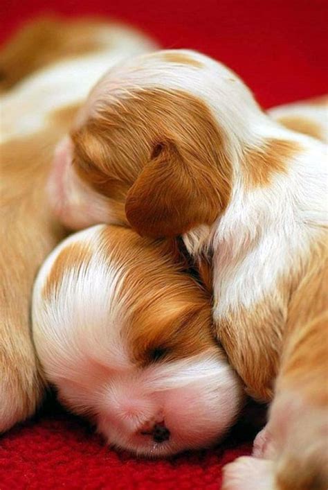 40 Adorable Pictures of Baby Animals just Born