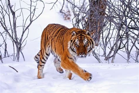 Siberian Tiger Habitat