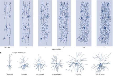 Growth and pruning: the brain of a child - Brein in Action