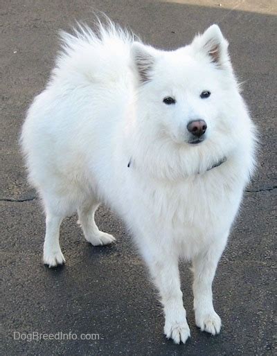 American Eskimo Dog Breed Information and Pictures