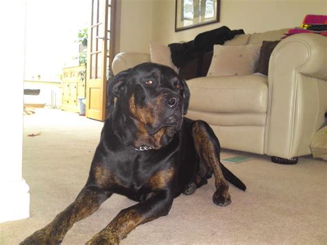 Great Dane Rottweiler Mix Puppies For Sale | PETSIDI