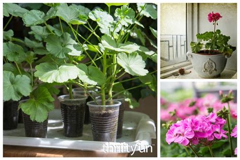 Growing Geraniums From Seeds | ThriftyFun