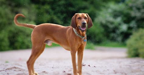 Redbone Coonhound - Native Breed.org