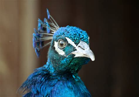 Free Images : nature, bird, wing, beak, blue, fauna, peacock, close up, eye, vertebrate, peafowl ...