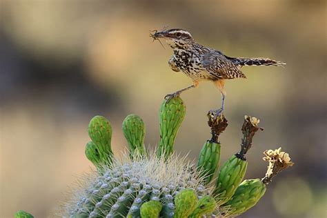 Cactus Wren - FeederWatch