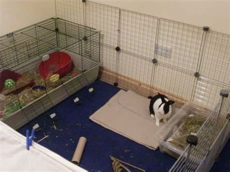 Rabbit Indoor Play Pen Gallery - Inspiration for Your Rabbit Housing