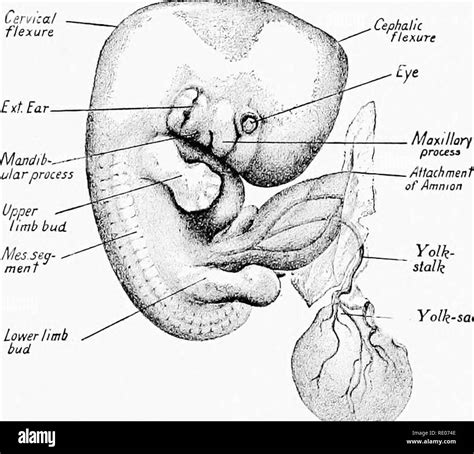 Pig embryo hi-res stock photography and images - Alamy