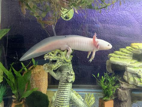 Best Axolotl Tank Decor Official Wholesale | dpise2022.dps.uminho.pt