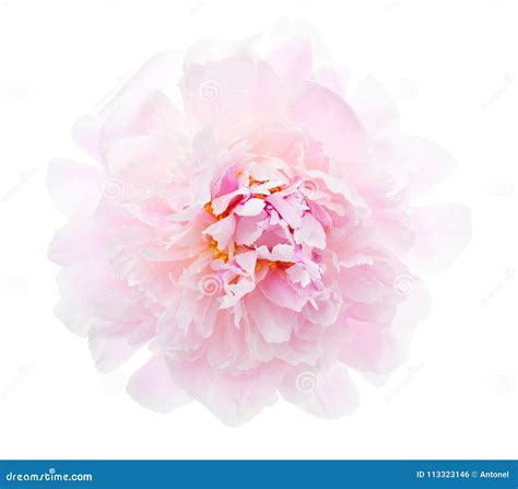 Light Pink Peony Isolated On White Background Stock Photo - Image of image, beauty: 113323146