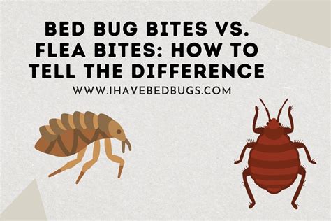 Flea Bites Vs Bed Bug Bites Best Difference | Images and Photos finder