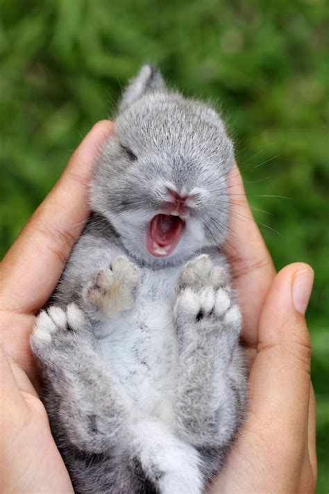 31 Cute Baby Animals That Can Melt Even a Snow Queen’s Heart / Bright Side