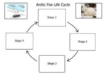 Arctic Fox Life Cycle by MxUniverse | TPT