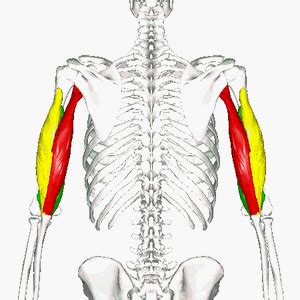 Triceps brachii - Physiopedia