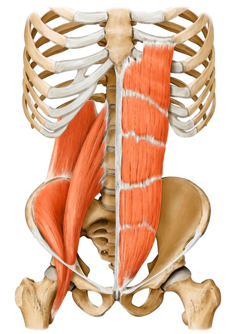 Your Core Muscles - Deeper Than You Think - Yoga Anatomy