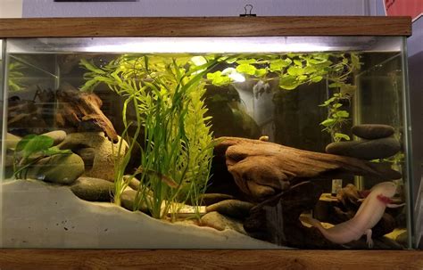 Axolotl Tank Setup - Aquariumia