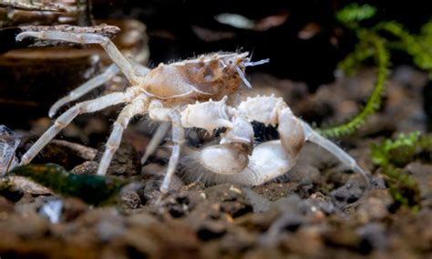 Aquarium Perfection: Cherry Shrimp Tank Mates🍒🦐| Fish Lab