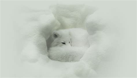 arctic fox habitat Image result for renard arctique