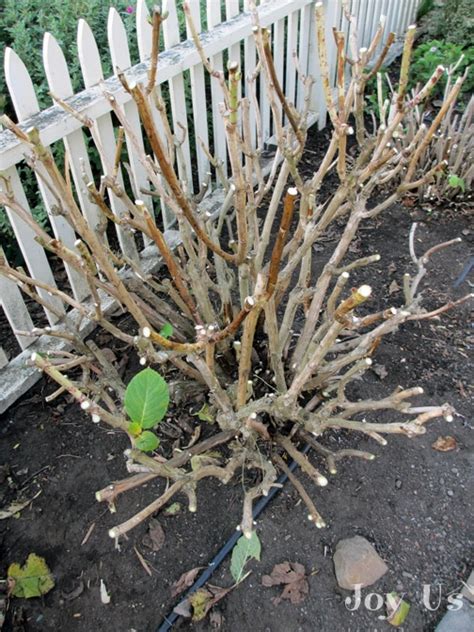 Hydrangea Pruning