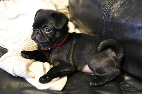 I saw all these black pugs and wanted to add mine | Baby pugs, Black pug puppies, Baby pug dog