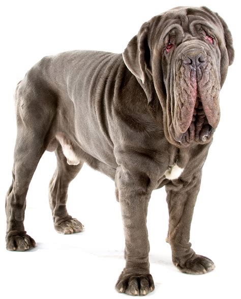 Neapolitan Mastiff - Dog Breed Guide