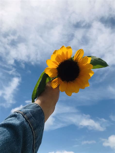 Wallpaper Aesthetic Sunflowers Tumblr - PetsWall