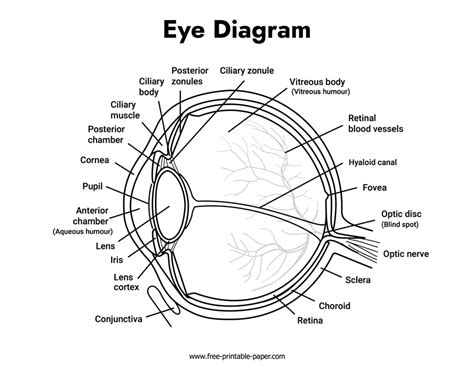 Eye Diagram Labeled – Free-printable-paper.com