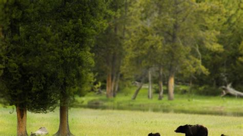 When Will Yellowstone National Park Reopen - Nationalparklore.com