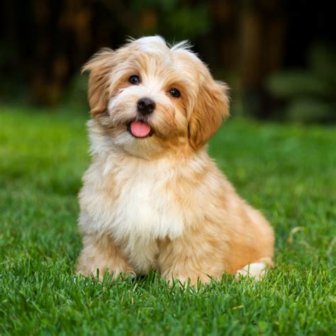 Havanese Size Guide: How Big Does a Havanese Get?