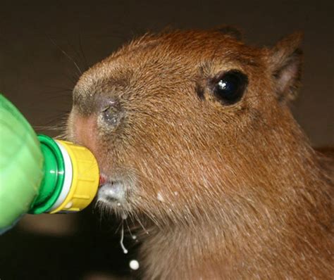 Baby Capybaras Will Be Very Big Someday! - Baby Animal Zoo